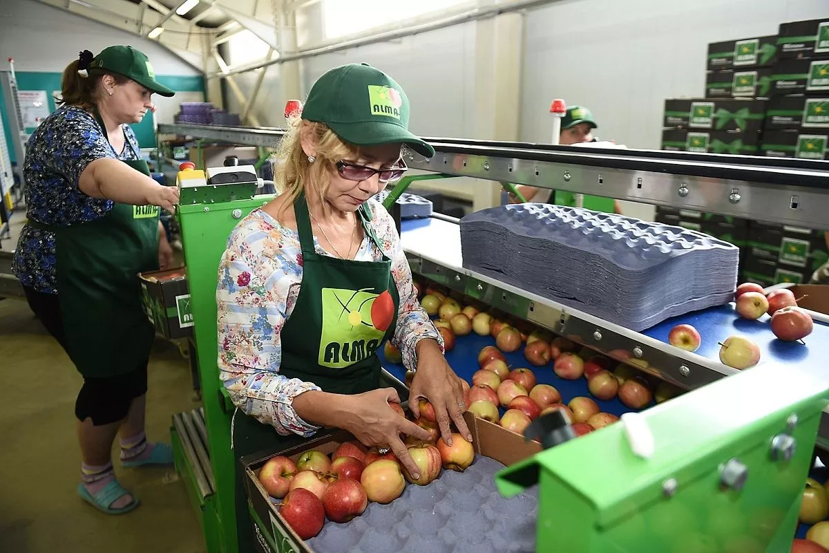 В компании «Алма Продакшн»  выращивают лучшие яблоки