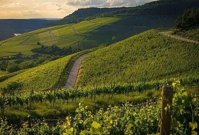 Винодельни Кубани приняли 15 тысяч туристов в новогодние праздники