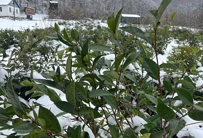 Плантации под снегом: как отразится суровая зима на урожае чая в Краснодарском крае