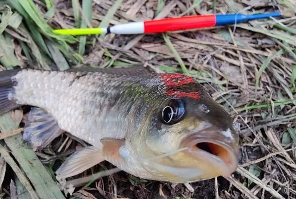 Ловля карася весной: 8 насадок, которые спасут вашу рыбалку даже в «глухой» клев