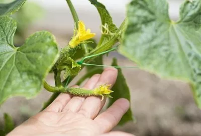 Кто обрезает, тот и урожай собирает: как правильно пасынковать огурцы 