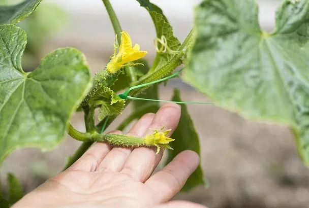 Кто обрезает, тот и урожай собирает: как правильно пасынковать огурцы 