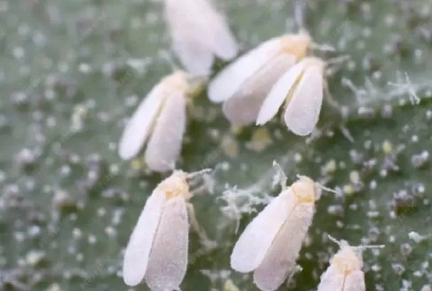 Не дай белокрылке проснуться: методы борьбы с вредителями в теплицах