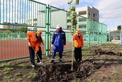 Сотрудники «Росводоканала» высадили аллею лип в краснодарском лицее