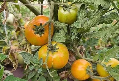 Безопасные биопрепараты и щадящая химия: чем опрыскать томаты от фитофторы, когда они плодоносят 