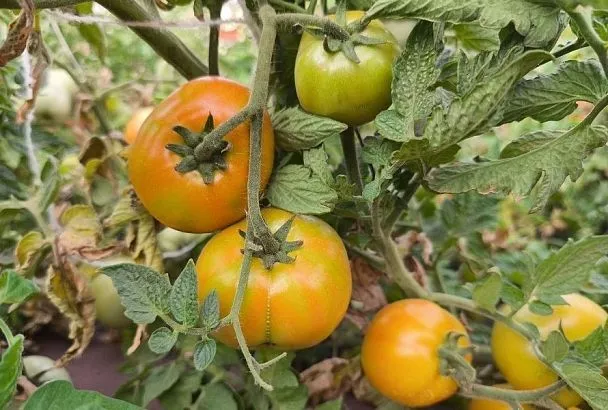 Безопасные биопрепараты и щадящая химия: чем опрыскать томаты от фитофторы, когда они плодоносят 