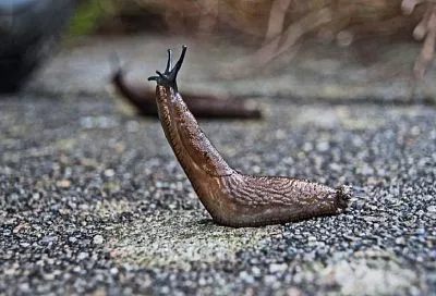 Смерть слизням: как бороться с этими распространенными вредителями ранней весной, эффективные методы