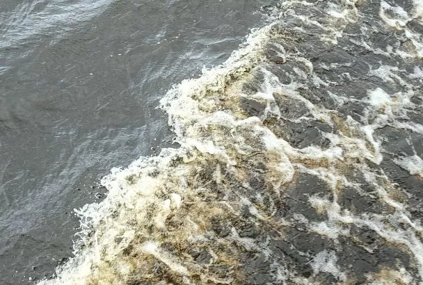 Власти назвали причину массового мора рыбы в реке на Кубани