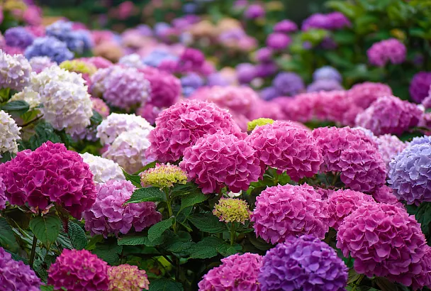 Гортензии засияют пышным цветением: чем подкормить весной, чтобы кусты были здоровыми и яркими