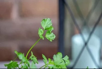 Выгонка петрушки на подоконнике: выращиваем сочную зелень из семян и корней