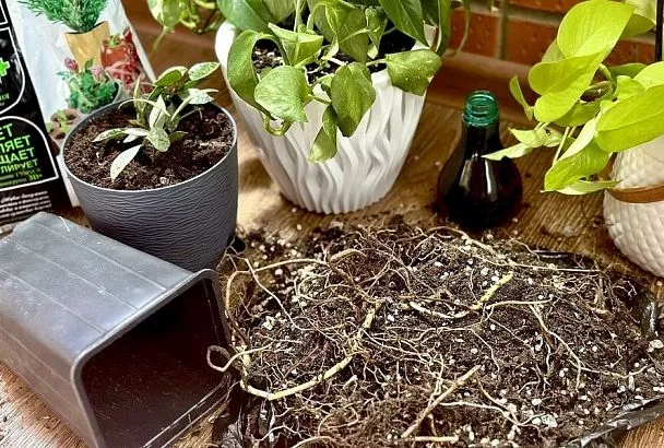 Проблемы «большой любви»: спасаем залитые комнатные растения