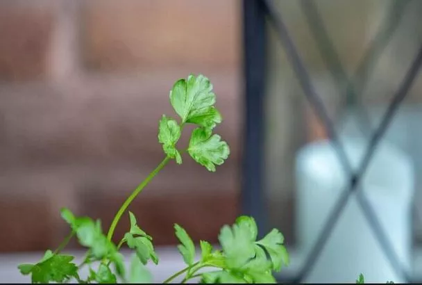Выгонка петрушки на подоконнике: выращиваем сочную зелень из семян и корней