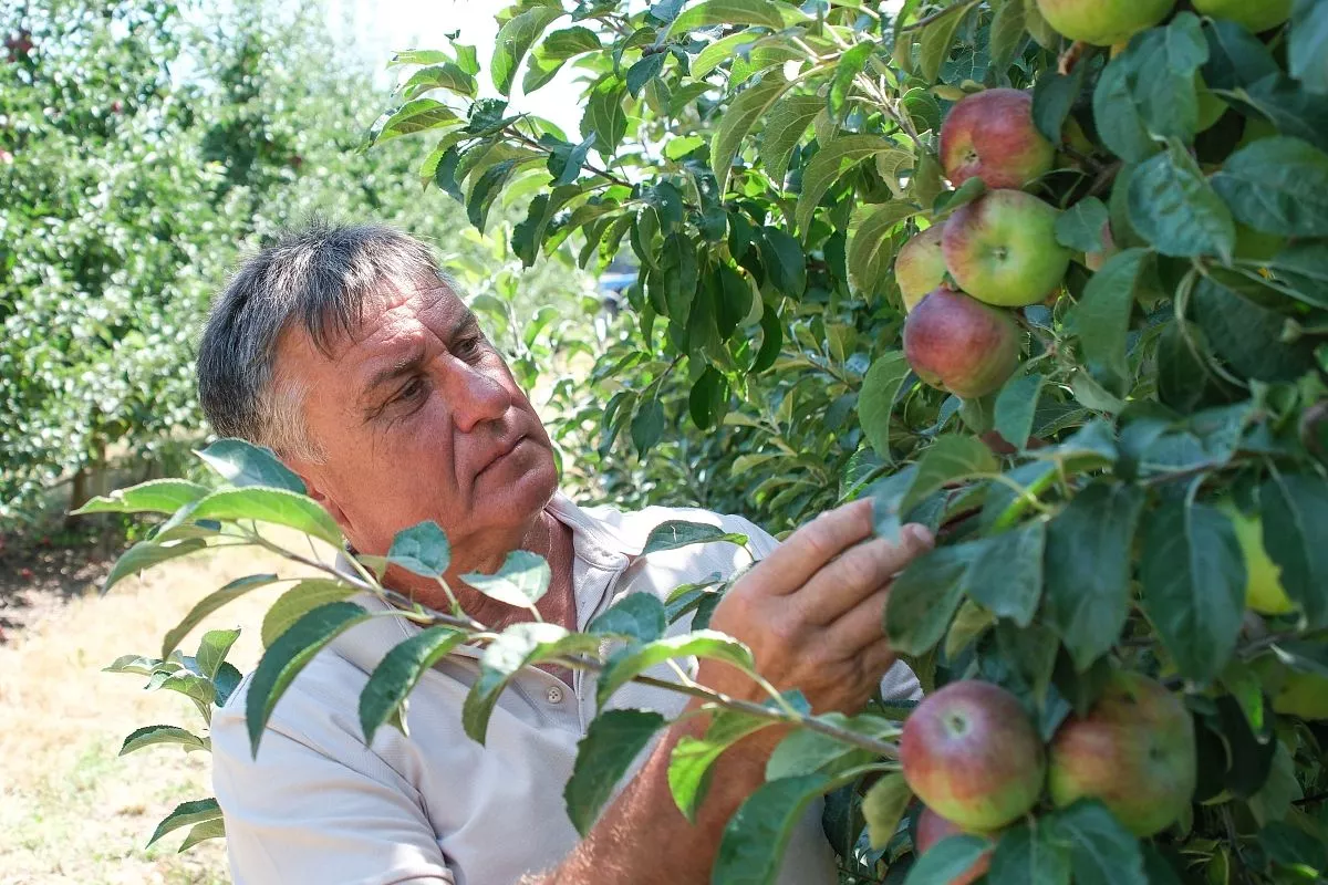 Яблоки, выращенные КФХ Снисаренко, пользуются спросом и в Лабинском районе,  и за его пределами. 