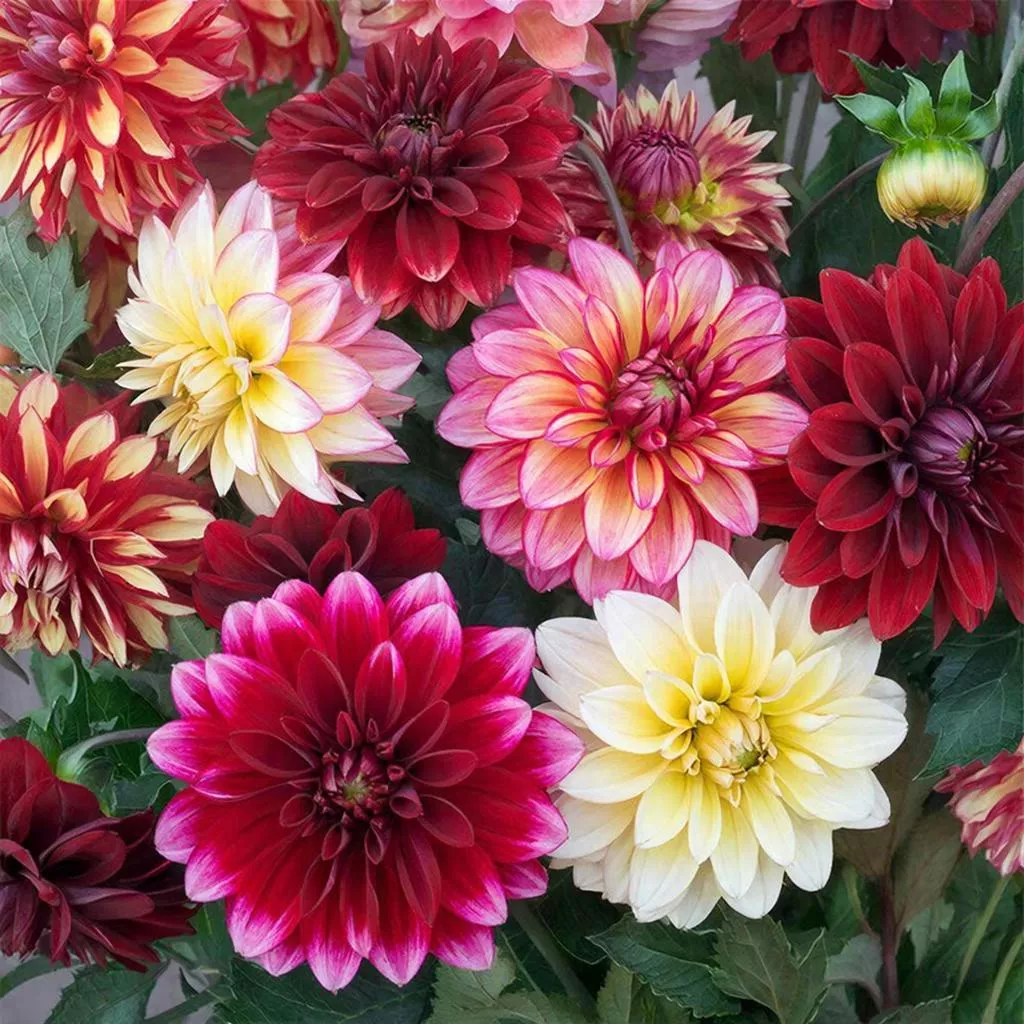 Вырастить георгины из семян проще, чем кажется: подробный гид от посева до цветения