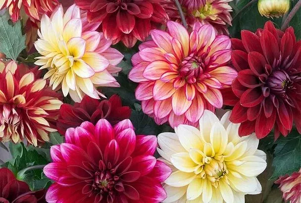 Вырастить георгины из семян проще, чем кажется: подробный гид от посева до цветения