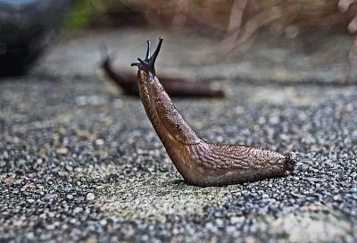 Скользкий тип: методы борьбы со слизнями – плюсы и минусы