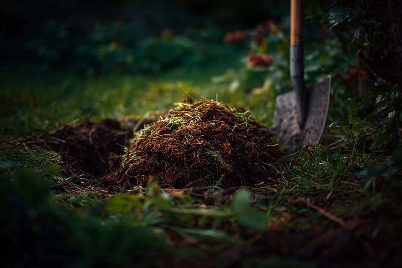 Как бороться с медведкой на огороде