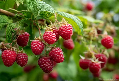 Ремонтантная малина без потерь: 3 схемы обрезки — «под ноль», 50/50 и перевод поздних сортов на лето