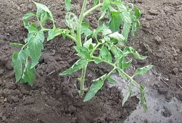 Сажаю рассаду помидоров в грунт так — и она не вытягивается, хорошо растет: 3 шага от Галины Кизимы