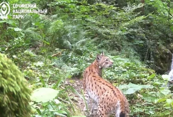 Редкая рысь попала в фотоловушку нацпарка Сочи