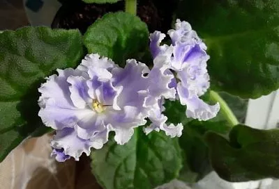 Главное – по любви: селекционер Татьяна Пугачева рассказала, как выбрать фиалку для дома