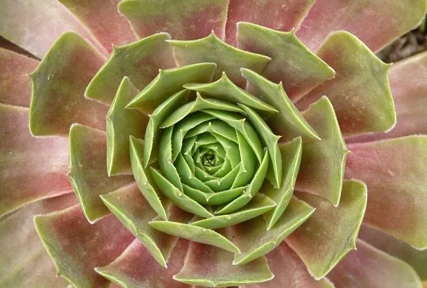 Отчего краснеют листья суккулентов: надо ли спасать растения?