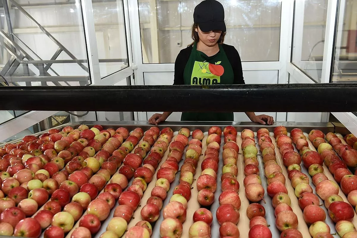 В компании «Алма Продакшн»  выращивают лучшие яблоки
