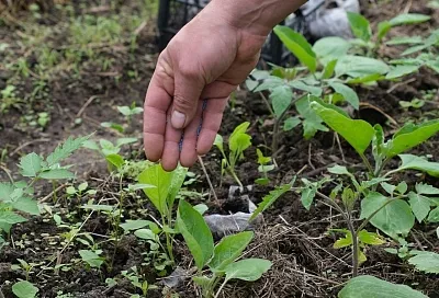 Важный элемент: фосфор является ключевым элементом для развития растений и урожая