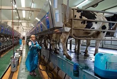 В Краснодарском крае увеличат субсидии на производство и реализацию молока