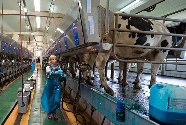 В Краснодарском крае увеличат субсидии на производство и реализацию молока