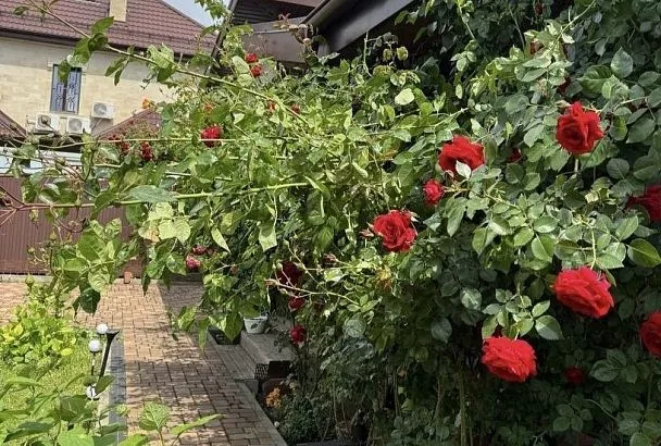 Если роза мешает ходить: как обрезать цветущий разросшийся куст, чтобы не причинить ему вред