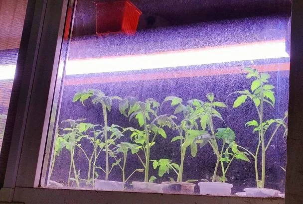 Подсвечиваю рассаду помидоров так — и растут «богатыри»: лайфхак с фитолампой