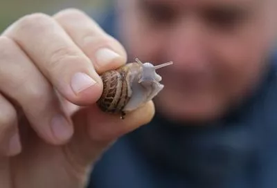 Магия черноморской кухни – маринованные улитки, буряк в кизиловом соусе и тыквенный сыр