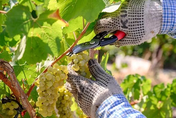 Время янтарных ягод: на Кубани началась уборка винограда