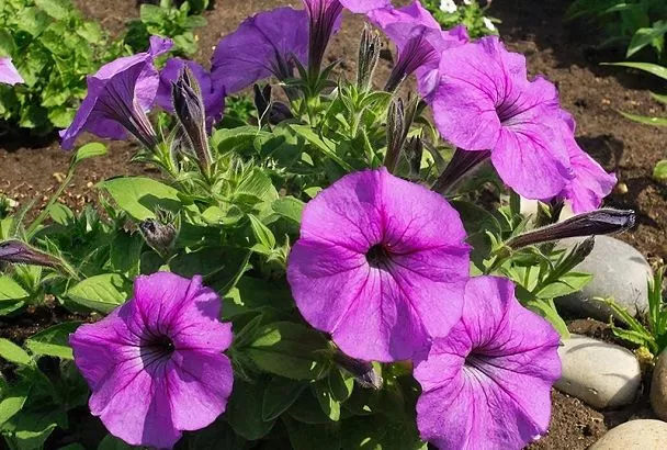 Срочно сеем эти цветы в марте! Мой мартовский список обязательных культур для рассады