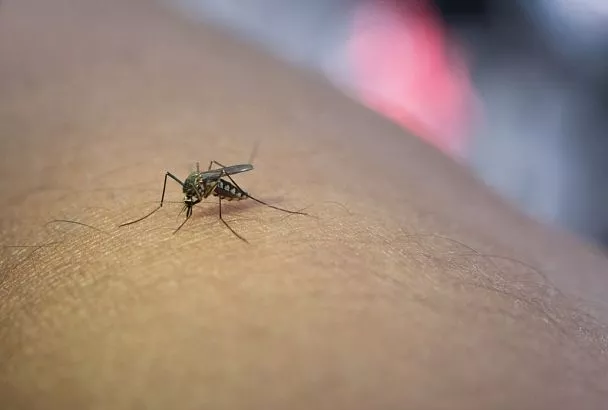 Это все - они! Какие болезни могут передать человеку комары через всего один укус