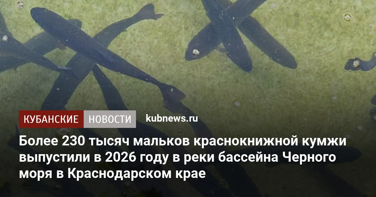 Более 230 тысяч мальков краснокнижной кумжи выпустили в 2026 году в реки бассейна Черного моря в Краснодарском крае