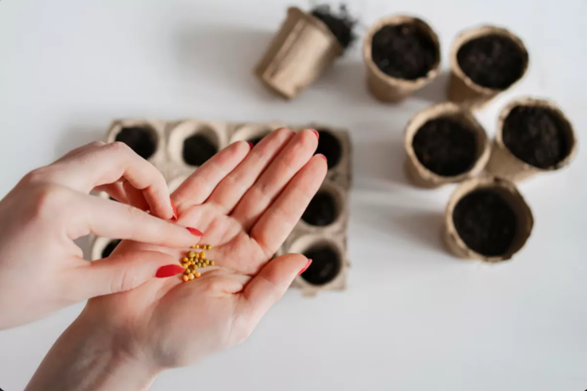 Правительство потребует с регионов жёсткого исполнения плана по переходу на российские семена