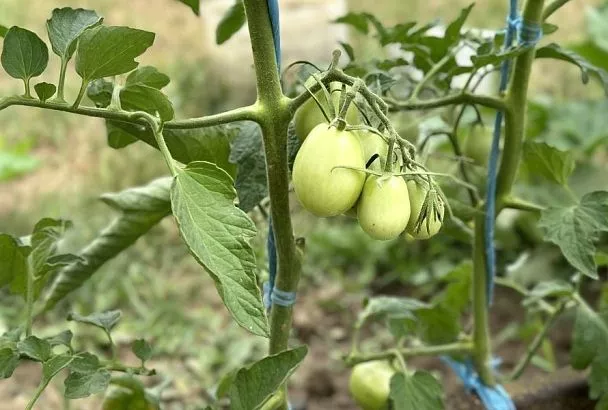 Томаты любят голод: мои помидоры больше не «жируют»