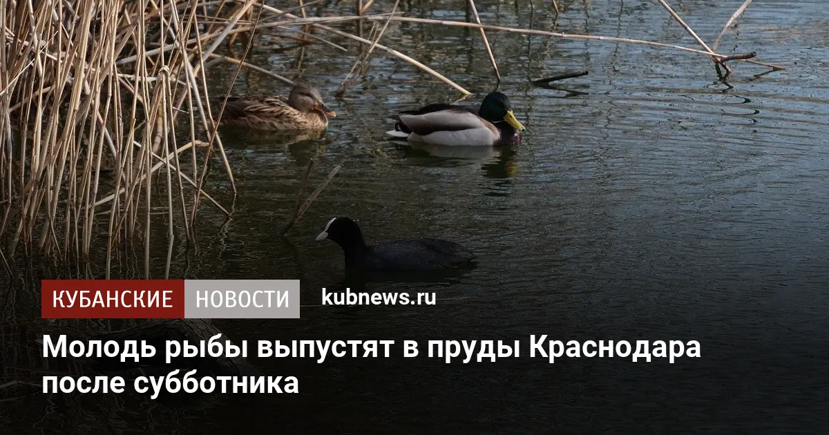 Молодь рыбы выпустят в пруды Краснодара после субботника