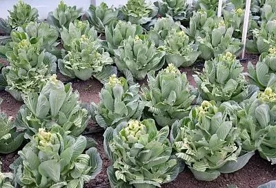 Крестоцветная блошка на капусте: экологичный способ борьбы с вредителем от наших бабушек