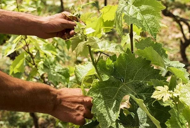 Подвязка винограда по Курдюмову: как «обнять» лозу без тугих узлов и получить двойной урожай