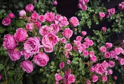 Когда укрывать розы: главное, не делайте этого на всякий случай