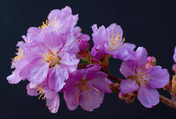 5 красивоцветущих и неприхотливых кустарников для вашего сада