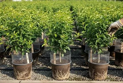 Как выбрать качественные саженцы и не попасть на мошенников при покупке