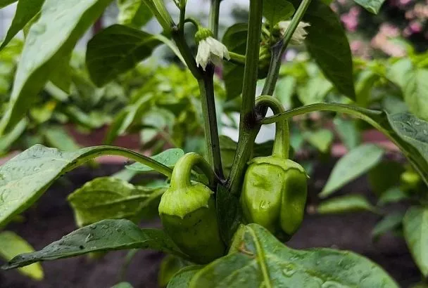 Перец наливается, подкормки растворяются: как увеличить размер плодов при помощи удобрений