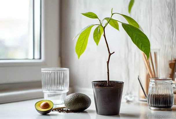 Достаю косточку авокадо, ставлю в стакан — и через пару месяцев у меня уже маленькое деревце!