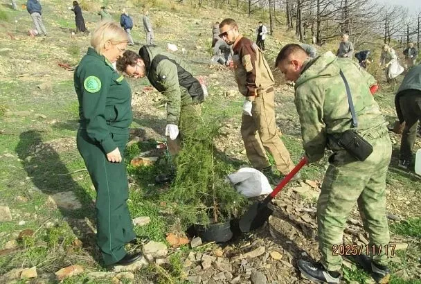 В пострадавшем от крупного лесного пожара заказнике под Новороссийском высадили можжевельник