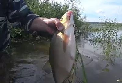 Нерест леща уже не за горами: сроки, запреты на вылов и советы рыбакам