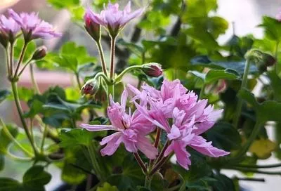 3 капли йода, 3 капли перекиси на литр воды: лучшее удобрение для герани делается так